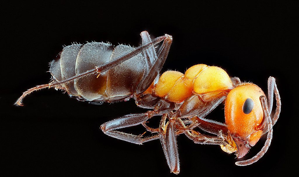 Ant Control service in Oak Lawn, IL