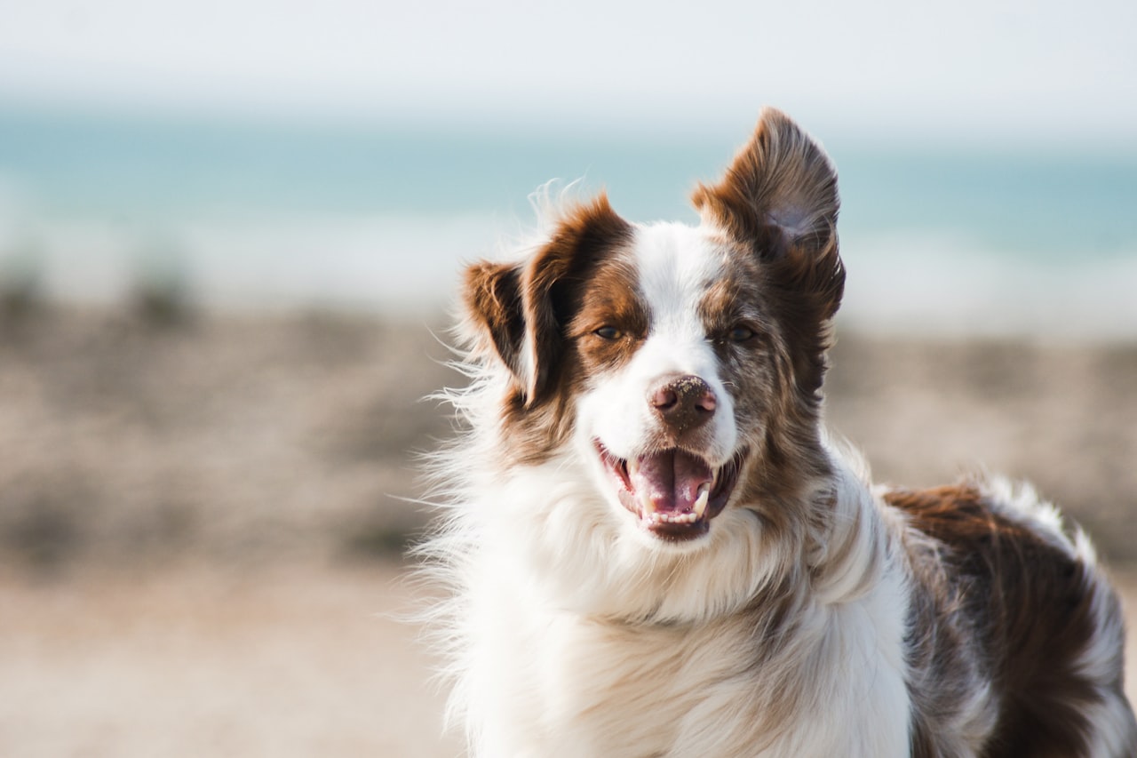 Flea & Tick Control service in Oak Lawn, IL