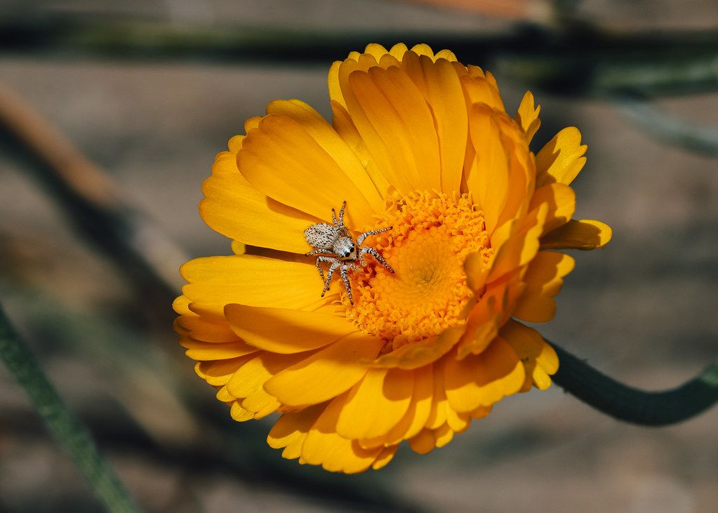 Spider Control service in Oak Lawn, IL